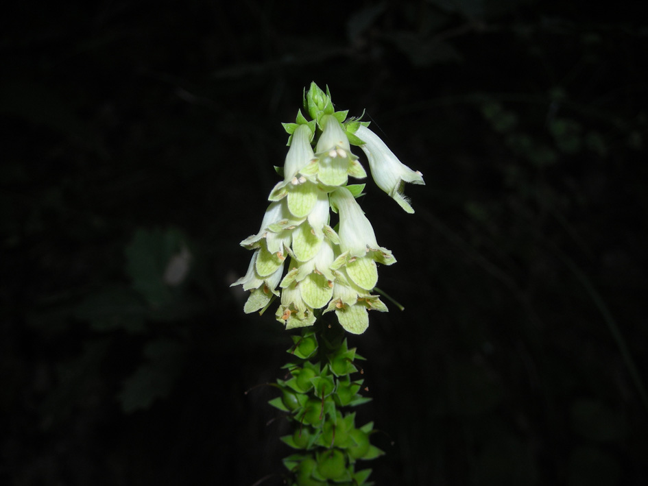 Digitalis micrantha / Digitale appenninica